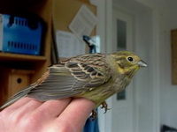   (Emberiza citrinella)