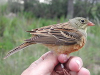   (Emberiza hortulana)