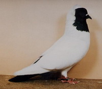 Южно-немецкие черноголовые голуби
