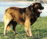 Эштрельская овчарка (Португальская Пастушья Собака)