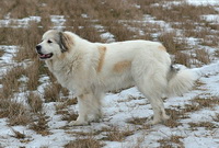 Большая горная пиренейская собака, горная пиренейская собака, Пиренейский волкодав