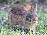 Североамериканский болотный кролик