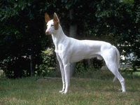 Ивисская собака (Ивисская борзая)