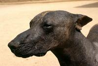Голая собака инков (перуанская голая)