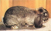 Французский вислоухий кролик-баран
