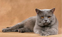 Картезианская кошка (Шартрез)