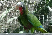 Кубинский Амазон (Попугай Багамов)