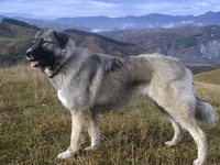Румынская овчарка 