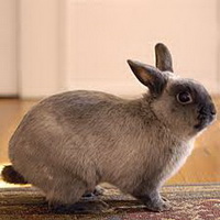 Британский Миниатюрный кролик, британский польский кролик, Польская порода