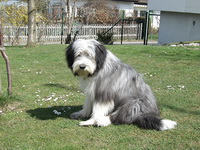 Бородатая колли