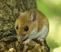  ( Eligmodontia)