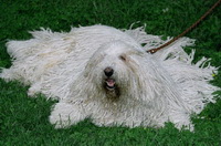 Комондор (Венгерская овчарка)