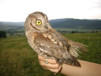   (Otus scops)