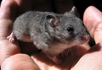  , Cricetulus Migratorius