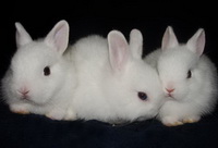 Польские кролики (Гермелин)