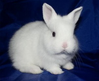 Британский Миниатюрный кролик, британский польский кролик, Польская порода