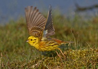   (Emberiza citrinella)