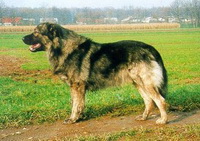 Картская овчарка (Карская собака)