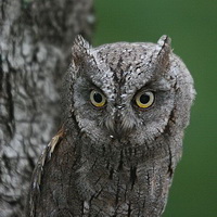   (Otus scops)