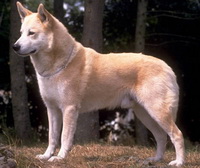 Ханаанская собака