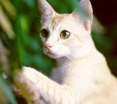 Цейлонская кошка