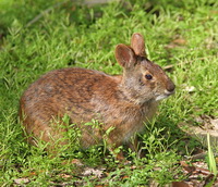 Североамериканский болотный кролик
