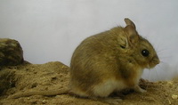  ( Eligmodontia)
