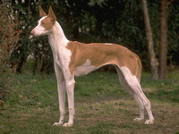 Ивисская собака (Ивисская борзая)