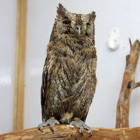   (Otus scops)