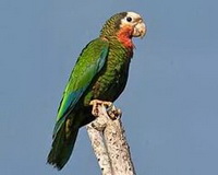 Кубинский Амазон (Попугай Багамов)