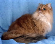 Персидскиая кошка
