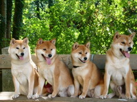 Корейская собака хиндо