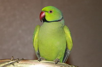 Ожереловый попугай