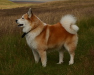 Исландская собака (Исландская овчарка)