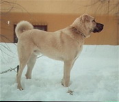 Кангал (Кангальский карабаш)