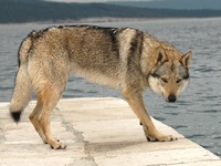 Чешский волчак 