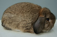 Голландский вислоухий кролик, Голландский вислоухий 
