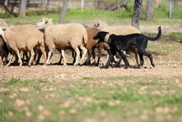 Мальоркская пастушья собака (Мальоркская овчарка)