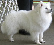 Американский эскимосский шпиц Американский эскимосский шпиц