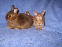 Сатиновые кролики