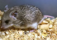  , Cricetulus Migratorius