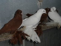 Северокавказские бойные голуби