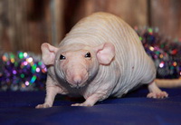 Лысые крысы «сфинксы» — удивительная разновидность декоративных крыс