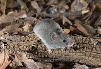   , Baiomys Taylori