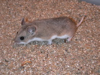  , Cricetulus Curtatus