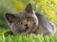 Картезианская кошка (Шартрез)