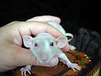 Крыса с глазами разного цвета 