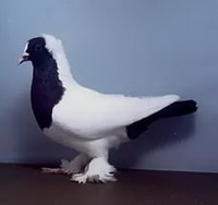 Южно-немецкие черноголовые голуби
