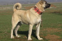 Кангал (Кангальский карабаш)