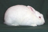 Флоридский Белый кролик